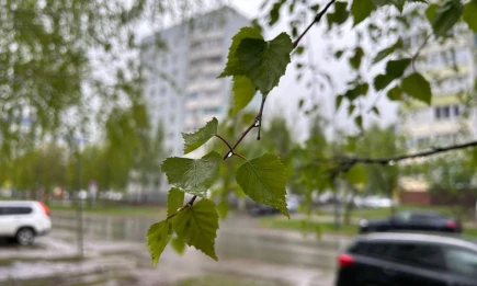 Погода в Нижнекамске сегодня: синоптики прогнозируют дождь весь день - НТР 24