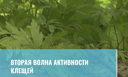 Вторая волна активности клещей - НТР 24