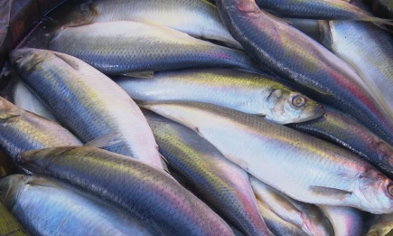 Идеальным продуктом для здоровья пожилых людей оказалась сельдь - НТР 24