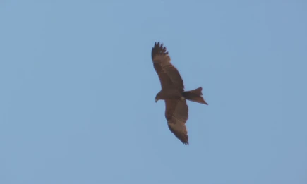 В День ВДВ в Татарстане воздух раскалится до +32 градусов - НТР 24