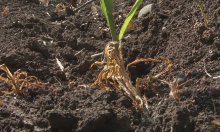 В Татарстане зафиксирован дефицит осадков - НТР 24