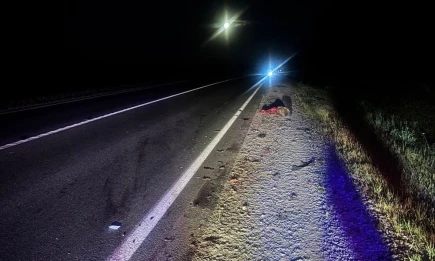 ДТП на трассе Чистополь — Нижнекамск: лось выбежал под колеса KIA - НТР 24