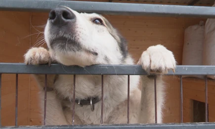 Нижнекамские молодогвардейцы организуют сбор помощи для бездомных животных - НТР 24