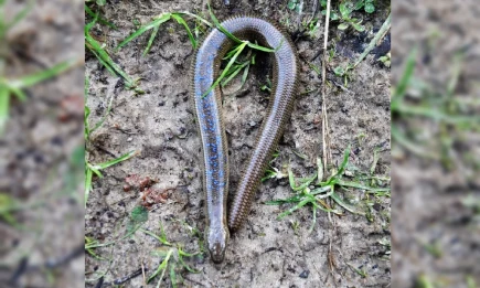 В Татарстане живет ящерица, похожая на змею - НТР 24