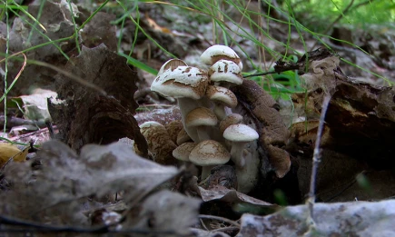 За сбор каких грибов можно лишиться свободы на 9 лет, рассказал юрист Соловьев - НТР 24