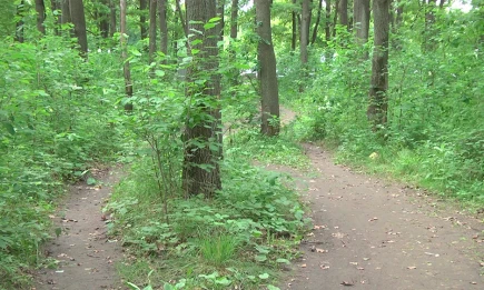 Грибников Татарстана предупредили о новом пике активности клещей - НТР 24