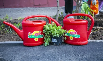 Дворовая жизнь - НТР 24