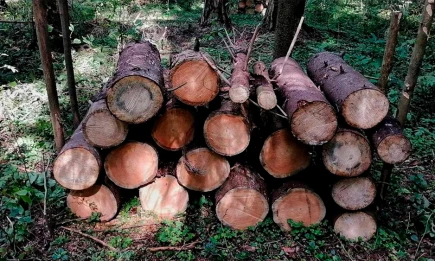 В Татарстане провели масштабные работы по оздоровлению лесов - НТР 24