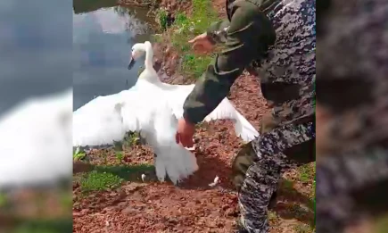 Краснокнижный лебедь из Татарстана был спасён неравнодушными - НТР 24