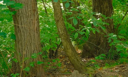 Самый крупный паук Татарстана обитает в Нижнекамском районе - НТР 24