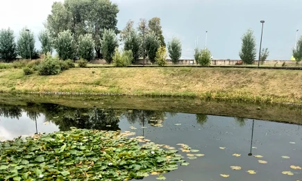 Черепаха вновь была замечена в пруду нижнекамского экопарка - НТР 24