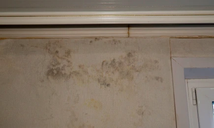 Учёные рассказали татарстанцам, как избавиться от плесени в домашних условиях - НТР 24