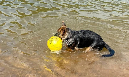 В Татарстане начался сезон охоты с собаками и птицами - НТР 24