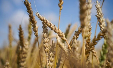 Экспорт сельхозпродукции Татарстана в Китай увеличился на 6,5% - НТР 24