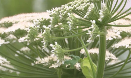 Дачников Татарстана будут штрафовать за борщевик на 2–5 тысяч рублей - НТР 24