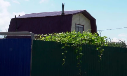 В Татарстане и других регионах зафиксировано нашествие ядовитых пауков-ос - НТР 24