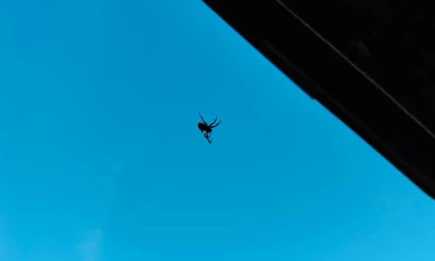 Фотоохота на пауков стартовала в Татарстане - НТР 24