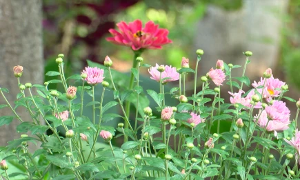 После ремонта по программе «Наш двор» жители ул. Кайманова высадили сотни цветов - НТР 24