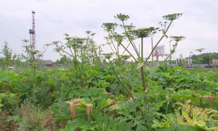 Борщевик Сосновского захватывает новые территории Татарстана - НТР 24