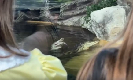 В казанском зоопарке крокодилов развлекают охотой на живых рыб - НТР 24