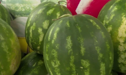 Врач перечислили признаки опасного для здоровья арбуза - НТР 24