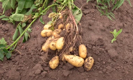 В Нижнекамском районе на семинар собрались фермеры со всей России - НТР 24