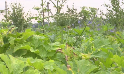 Путин подписал закон, обязывающий дачников бороться с борщевиком - НТР 24