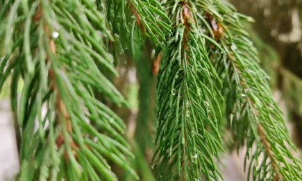 Дожди продолжат заливать Татарстан - НТР 24