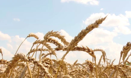 В Нижнекамском районе продолжается уборочная кампания - НТР 24