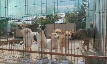 Где и как в Нижнекамске бесплатно вакцинировать домашнего питомца от бешенства - НТР 24
