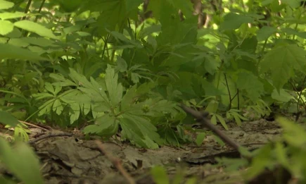 Роспотребнадзор предупредил о второй волне активности клещей в Татарстане - НТР 24