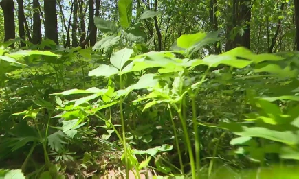 В Татарстане почти 9 тысяч человек обратились в больницы с укусами клещей - НТР 24