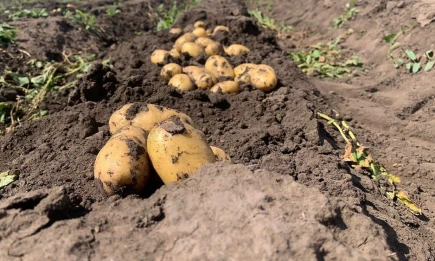 Татарстанцы раскрыли 4 неожиданных способа хранения картошки - НТР 24