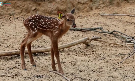 В Казанском зоопарке появился на свет мяукающий оленёнок - НТР 24