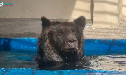 Медведица Маша оценила свой новый вольер в казанском зооботсаду - НТР 24