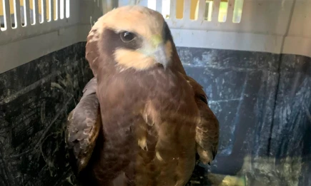 Ослабленного болотного луня выхаживают в Татарстане - НТР 24