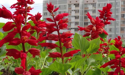 Куда сходить в Нижнекамске 9 августа, в субботу - НТР 24