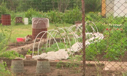 Российским дачникам запретят зарабатывать на своих участках с 1 сентября - НТР 24