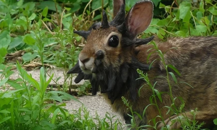 Жуткие кадры: в США появились кролики-мутанты с обезображенными головами - НТР 24
