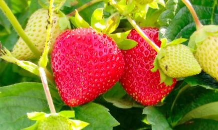 Жара, дожди и град прогнозируются в Татарстане в ближайшие дни - НТР 24