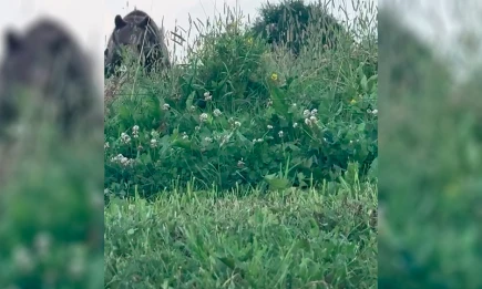 Медведь напал на татарскую певицу Гульназ Асаеву во время пикника - НТР 24