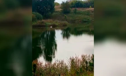 В Татарстане после реабилитации в природу выпустили краснокнижного лебедя-шипуна - НТР 24