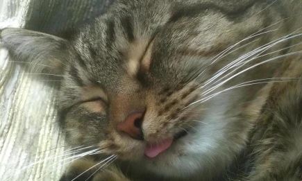 Ученый КФУ объяснил, почему люди так любят кошек - НТР 24