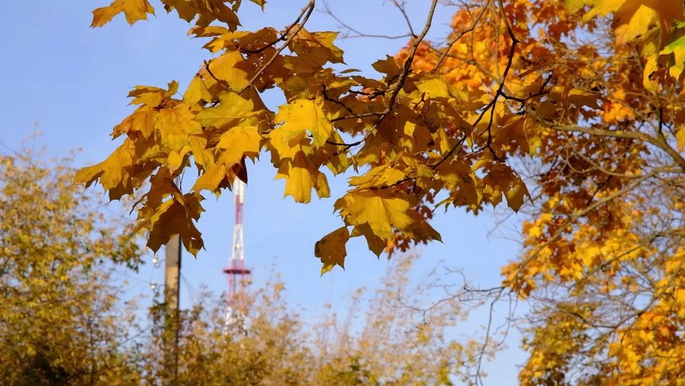 клён осенью