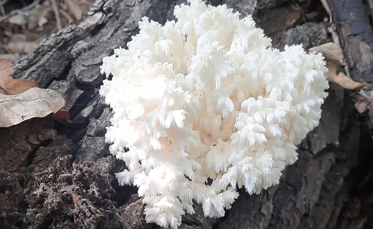 ежовик коралловидный