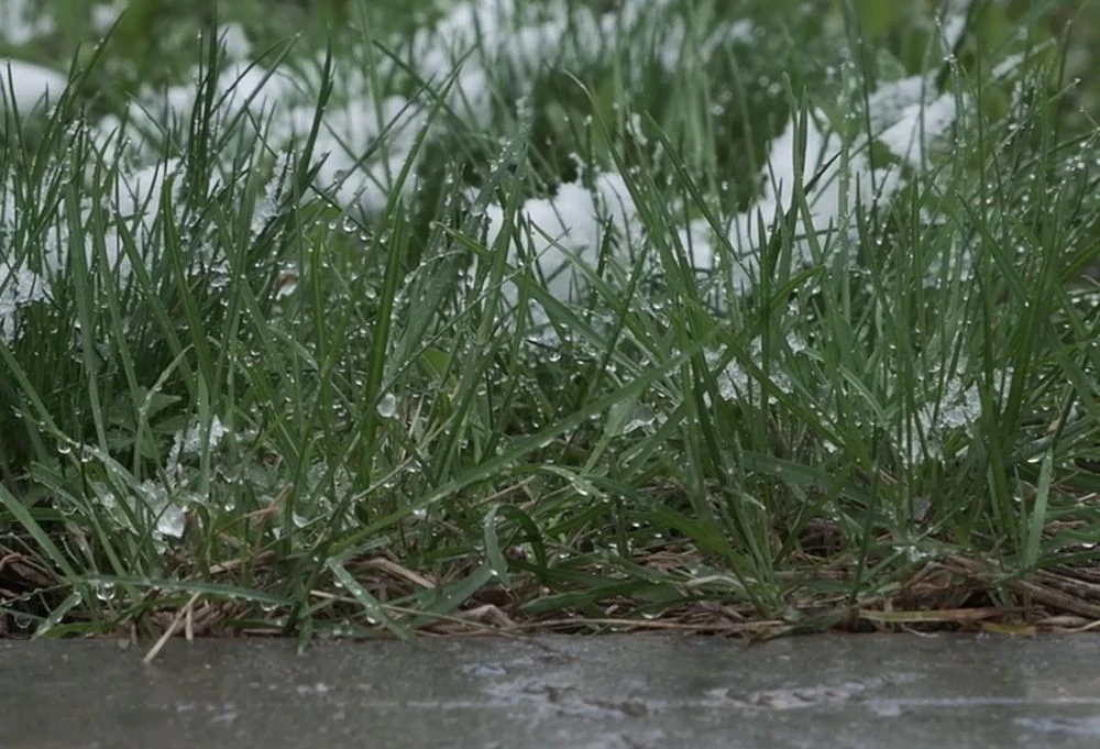 снег в зеленой траве