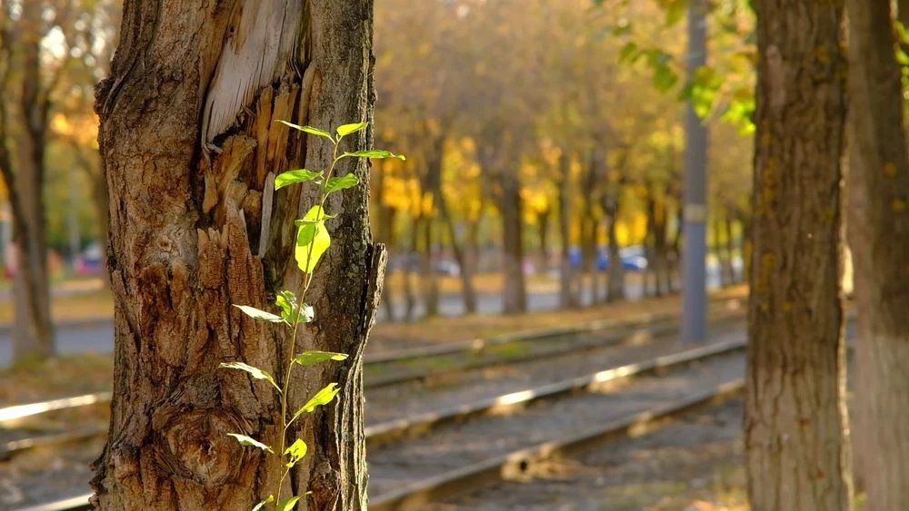 трамвайные рельсы в Нижнекамске
