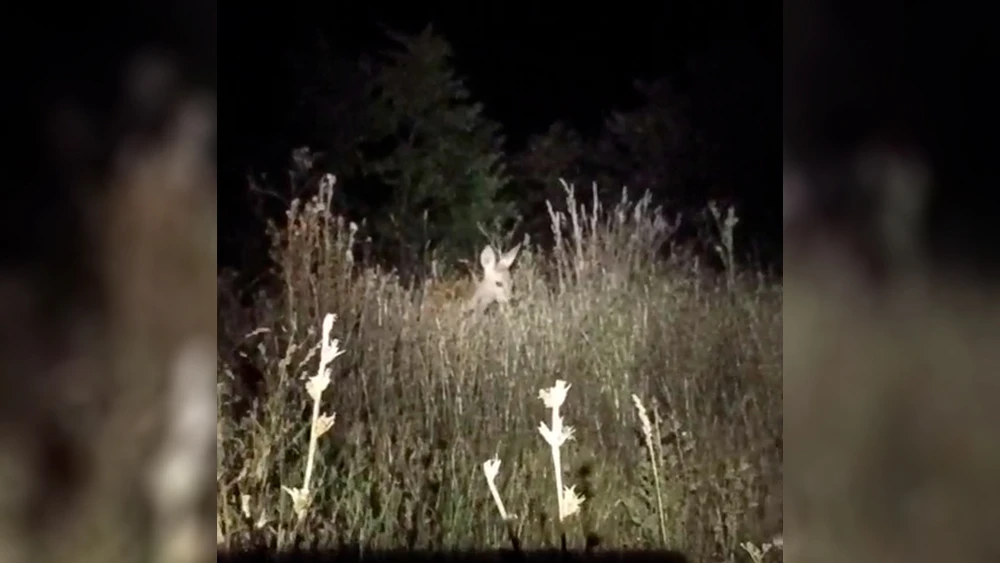 Косуля кормится травой