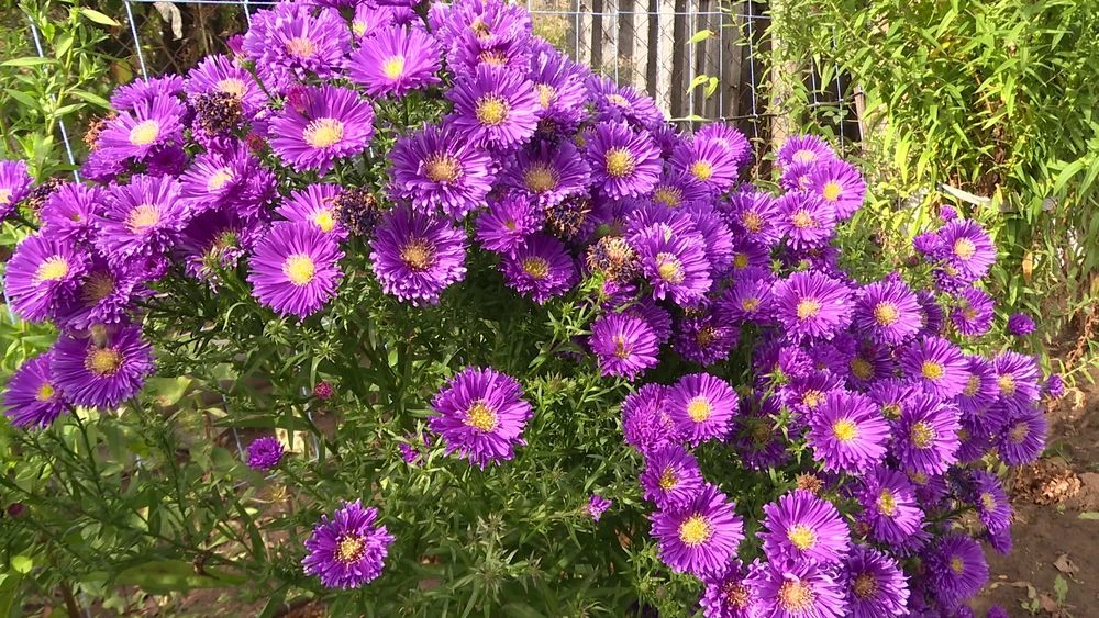 астра на клумбе в огороде