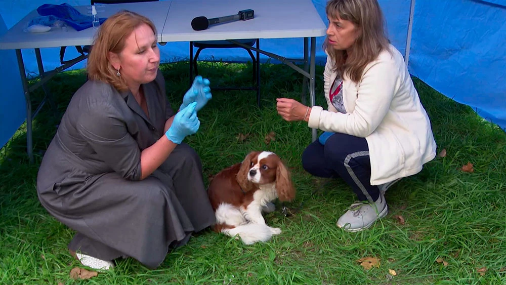 «Добродвор, соседи, семья и хвостики» в Нижнекамске